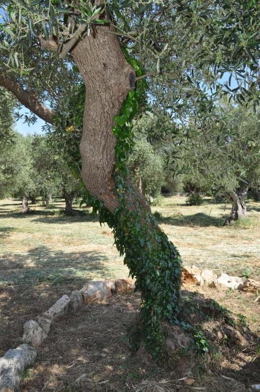 Masseria Costanza Путиньяно Экстерьер фото