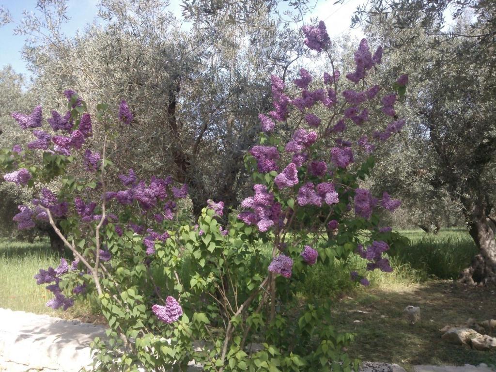 Masseria Costanza Путиньяно Экстерьер фото